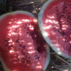 河南甜王西瓜个大价格低（代收代办代发货）