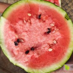 砀山美都西瓜大量上市中