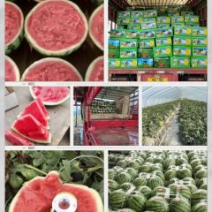 河南夏邑县西瓜基地直供8424西瓜美都西瓜