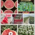 河南夏邑县西瓜基地直供8424西瓜美都西瓜