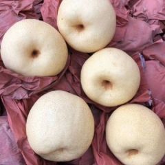 纸袋砀三酥梨现货供应