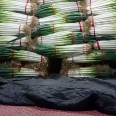 自己老家种的大葱看成色