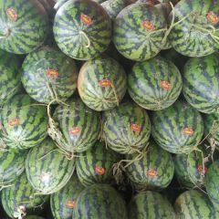 陕西西瓜基地种植面积大，品种有甜王，黑无子