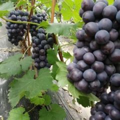 葡萄大量上市夏黑巨峰