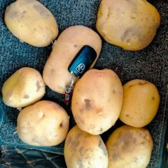 种薯5号，希森6，早大白大量上市，需要哪个你就来