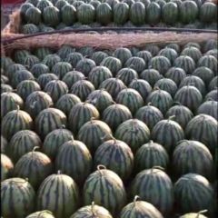 保定清苑西瓜大量上市