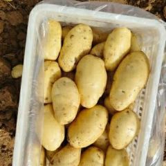 潍坊安丘露天土豆大量上市中