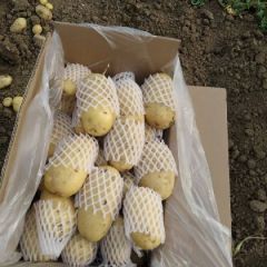 出售滕州荷兰十五土豆