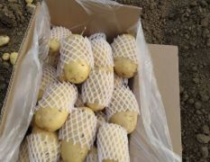 出售滕州荷兰十五土豆