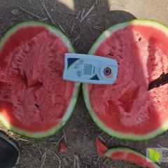 2021陕西花无籽西瓜价格，花无籽西瓜基地