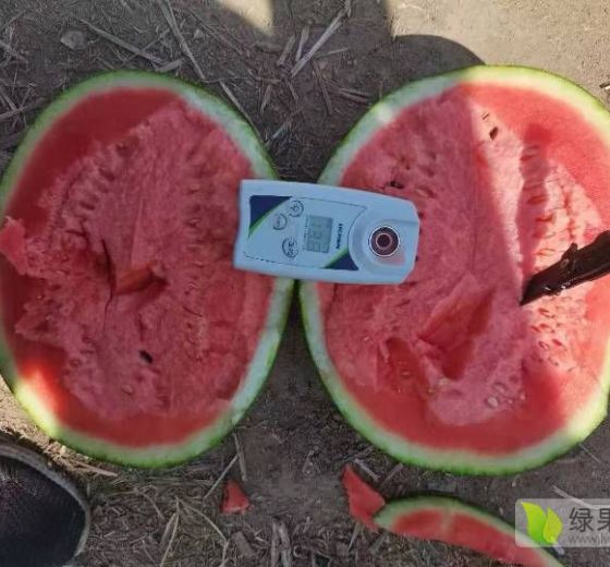 花皮无籽价格
