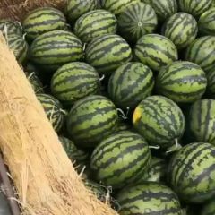 2021陕西西瓜大量上市了，西瓜最新价格