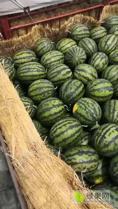 2021年陕西大荔冠龙价格