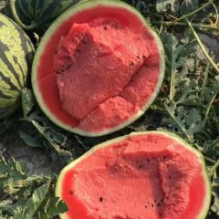 陕西大荔西瓜大量上市，西瓜价格基地