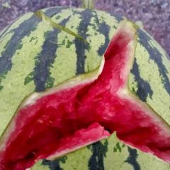 直播苗大棚无籽正宗麒麟美都西瓜上市