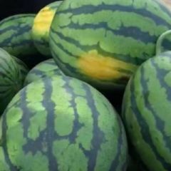 甜王西瓜大量上市，结交全国各地新老朋友亲临。