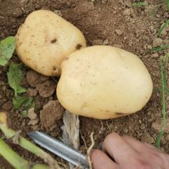 河南省邓州市土豆陆续上市了，。