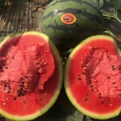 保定清苑大棚西瓜产地直供