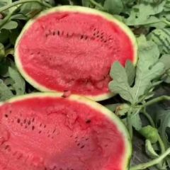 保定西瓜大量上市
