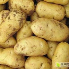 安丘土豆大量上市了