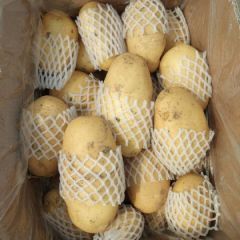 出售优质荷兰十五土豆