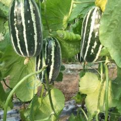 滨州市惠民县博洋系列甜瓜大量上市