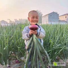 2021年，洋葱大量上市中，产地直供，支持代发
