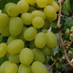 维多利亚大量现货