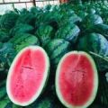 廣西南寧地區大量供應甜王西瓜