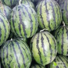 保定清苑大西瓜上市了 有需要的联系我