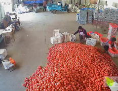 供应硬粉西红柿，白芸豆