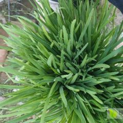 精品韭菜芹菜大量上市