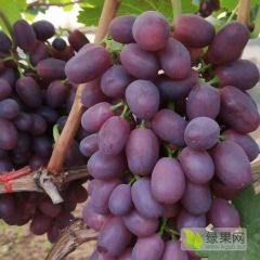山东聊城沙镇巨胜一号葡萄糖度高、质量好