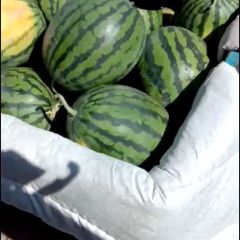 保定沙地甜王西瓜，大量上市，9成熟，特别甜