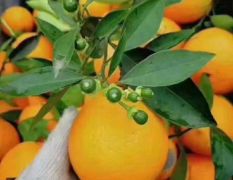  纽荷尔鲜橙 长虹脐橙 中华红血橙 产地一手货源批发 物美价廉