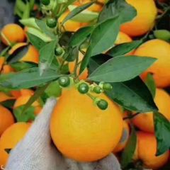  纽荷尔鲜橙 长虹脐橙 中华红血橙 产地一手货源批发 物美价廉