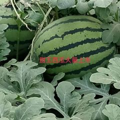 惠民县西瓜大量上市，甜王，京欣，价格低