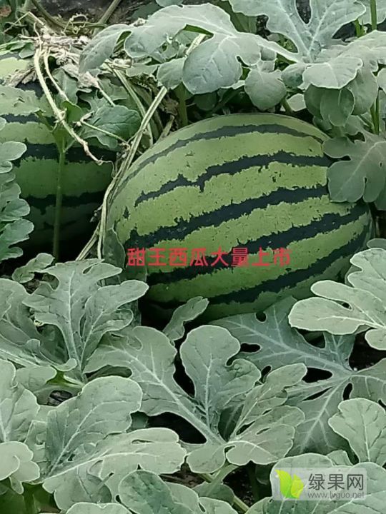 甜王系列价格