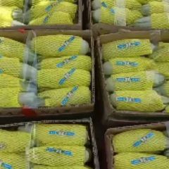 惠民甜瓜也大量供应，货源充足，稳定。