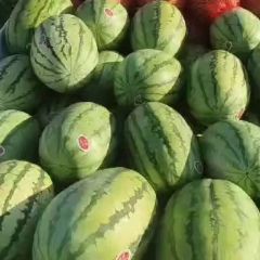 新疆西瓜大量上市全国代发