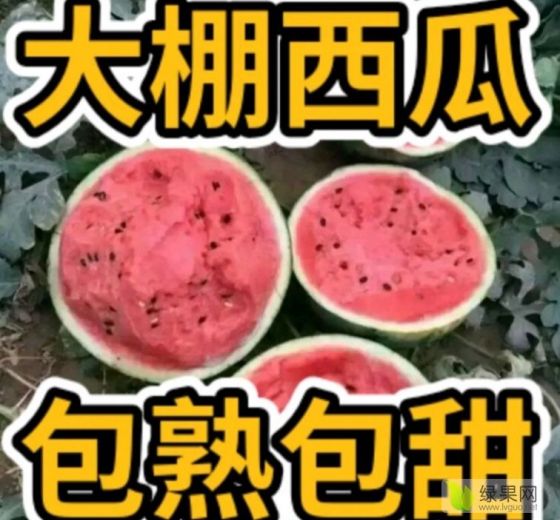 甜王西瓜价格