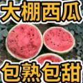 原棚西瓜【甜王】西瓜皮薄大红壤