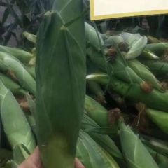 山东青州大量供应甜粘玉米