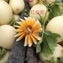 大量供应香瓜甜瓜圣女果