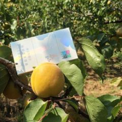 山东省龙口市2021年金太阳杏即将大量上市