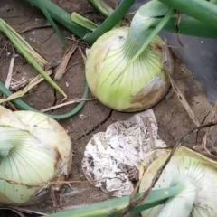 黄皮洋葱种植大户直销，欢迎采购，价格公道