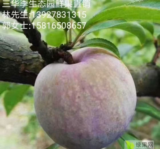 2021年广东翁源三华李价格