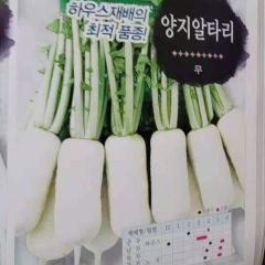 韩国青年萝卜种子 刀把萝卜 腌渍泡菜小萝卜