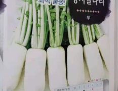 韩国青年萝卜种子 刀把萝卜 腌渍泡菜小萝卜