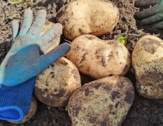 富硒土豆，健康土豆